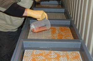 10685021_10153135883986758_538259017_n